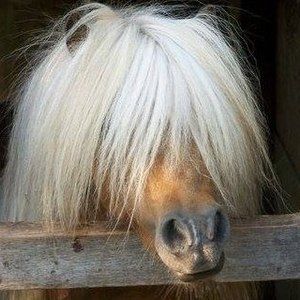 Meet your Posher, Linda